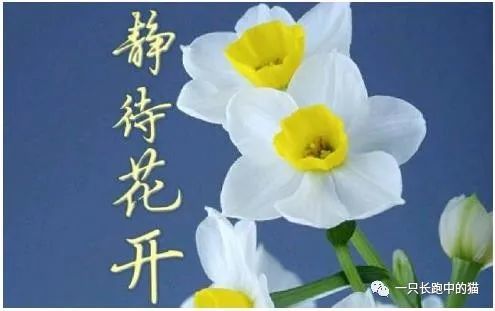 守得云开见月明静待花开终有时