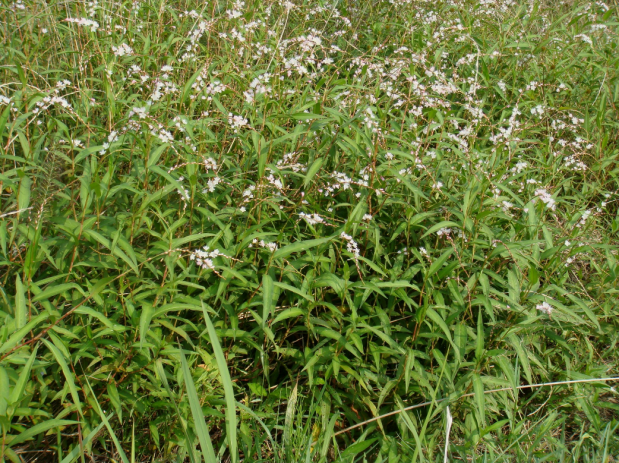 荒野维生野菜系列——蚕茧草