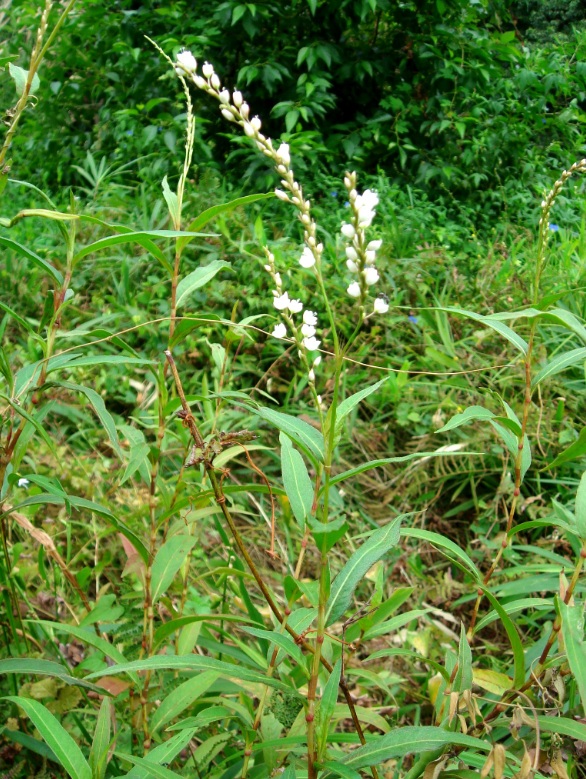 荒野维生野菜系列——蚕茧草