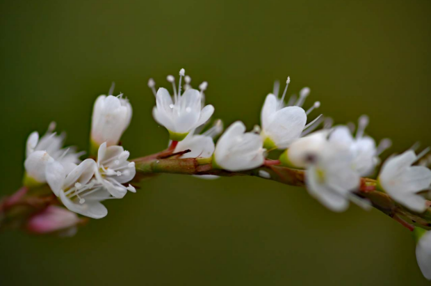 荒野维生野菜系列——蚕茧草
