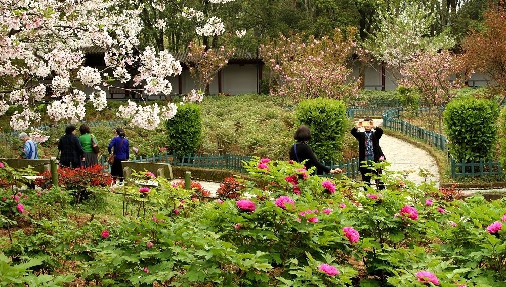 今年春來早東湖牡丹園提前開園