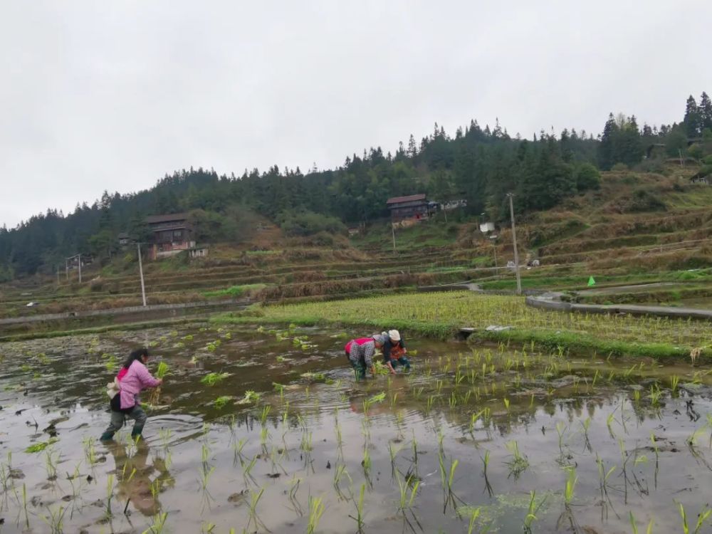 【乡村振兴】偶里乡:人勤春来早 茭香满坝区