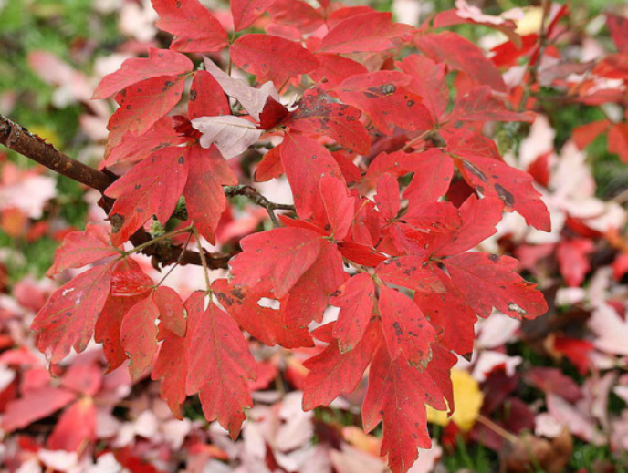 这个树种原产中国濒临灭绝,却在国外遍地开花,被评为"最美枫树"