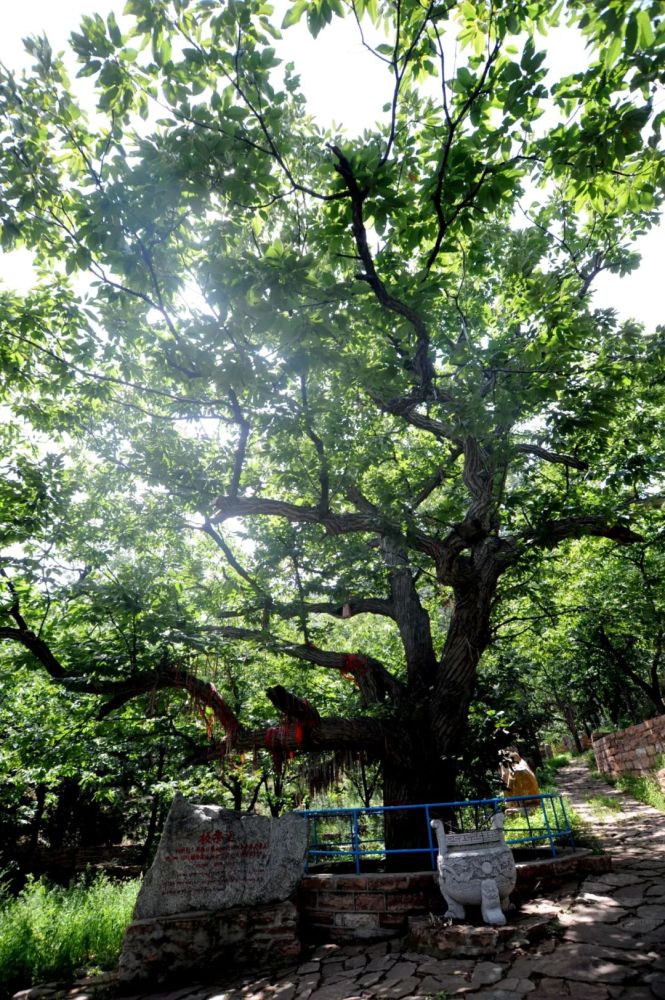 【邢台古树历史故事之三】2500年树龄!