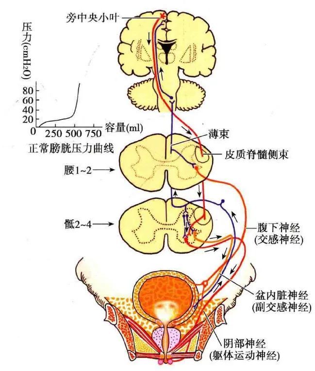 泌尿系統的神經支配Ⅱ