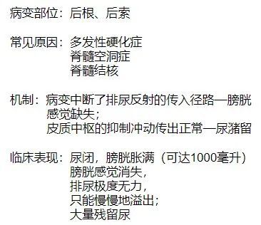 泌尿系统的神经支配Ⅱ_腾讯新闻