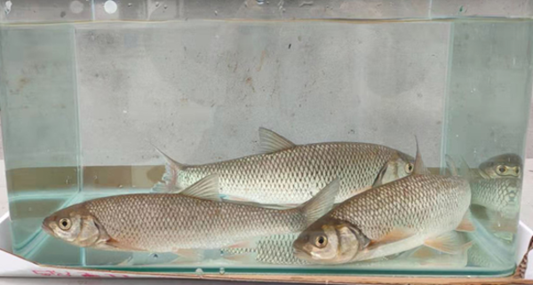 久违几十载的黄河美味有望回归餐桌黄河雅罗鱼在国内首次人工繁育成功
