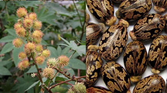 蓖麻暗藏剧毒却被大面积种植很多人小时候都吃过玩过
