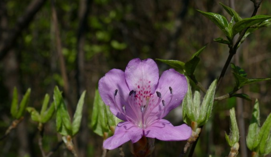 丁香杜鹃盆景春去尚疑啼蜀魄客来还错认丁香