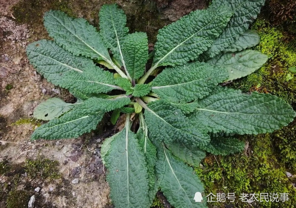 农村常见野草,俗称"蛤蟆草",以前用来喂猪,现在一斤卖80元_腾讯新闻