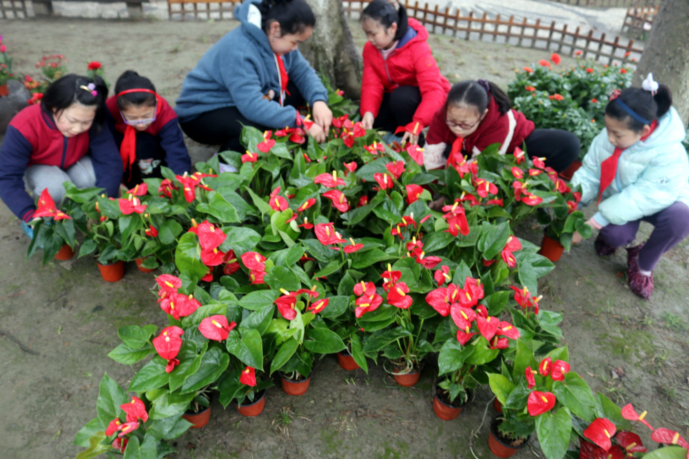 蘇州市平江實驗學校:擺放花卉盆景 佈置校園環境