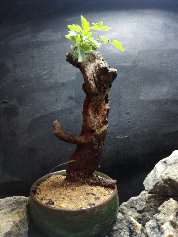 杂木盆景"性价比之王"黄荆:细芽初发身价高,不复当年柴火烧!_腾讯新闻