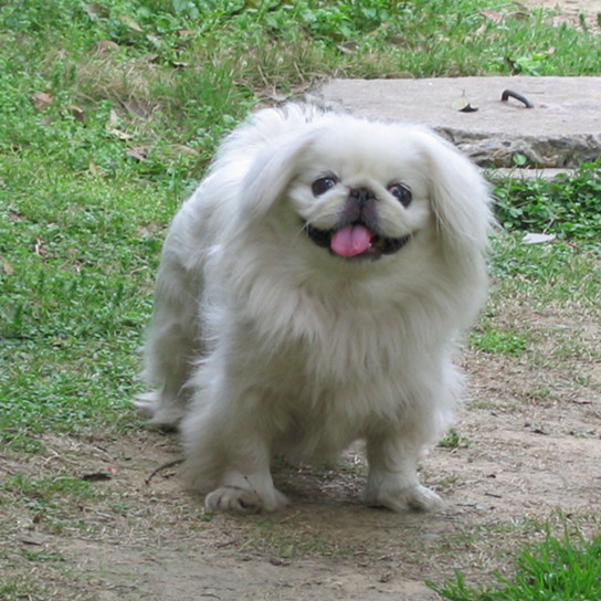 世界十大最长寿的狗狗排名 来了解一下吧 狗狗 贵宾犬 松狮犬 西施犬 马尔济斯犬 犬种