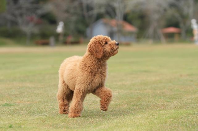 世界十大最长寿的狗狗排名 来了解一下吧 狗狗 贵宾犬 松狮犬 西施犬 马尔济斯犬 犬种