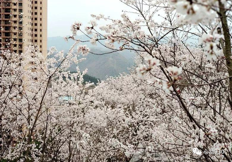 渐欲迷人眼观赏正当时白午樱花公园等你来