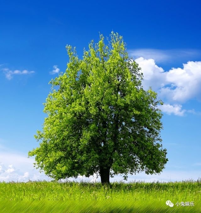 2021植树节祝福语大全,愿你人生有建树,成功又幸福_腾讯新闻