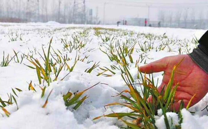 倒春寒|从理论上弄懂“倒春寒”，你才知道怎么防