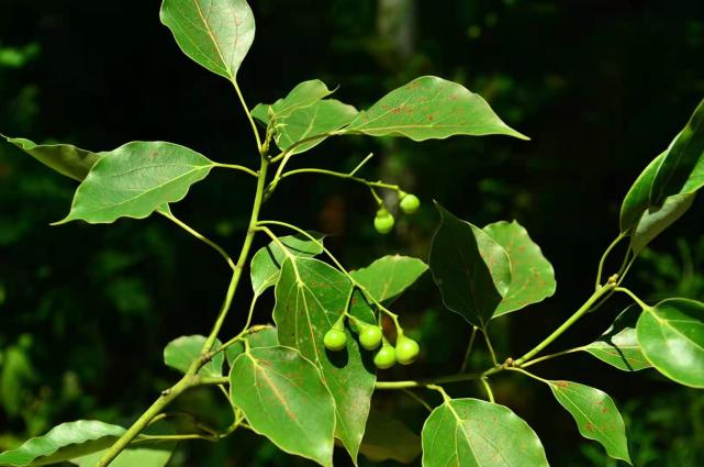湖湘自然历丨在春天种一棵树香樟