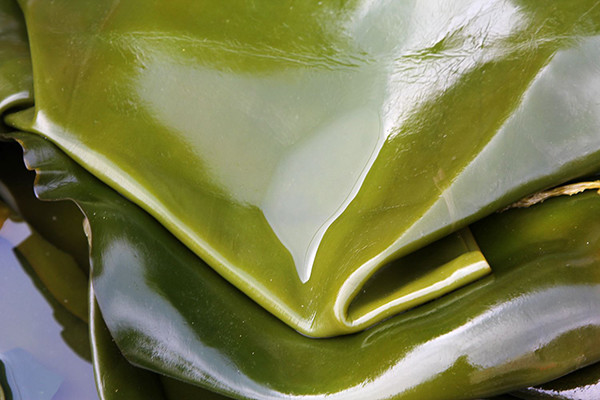 高血脂|高血脂除了要限制肉食，还要补充什么养分？