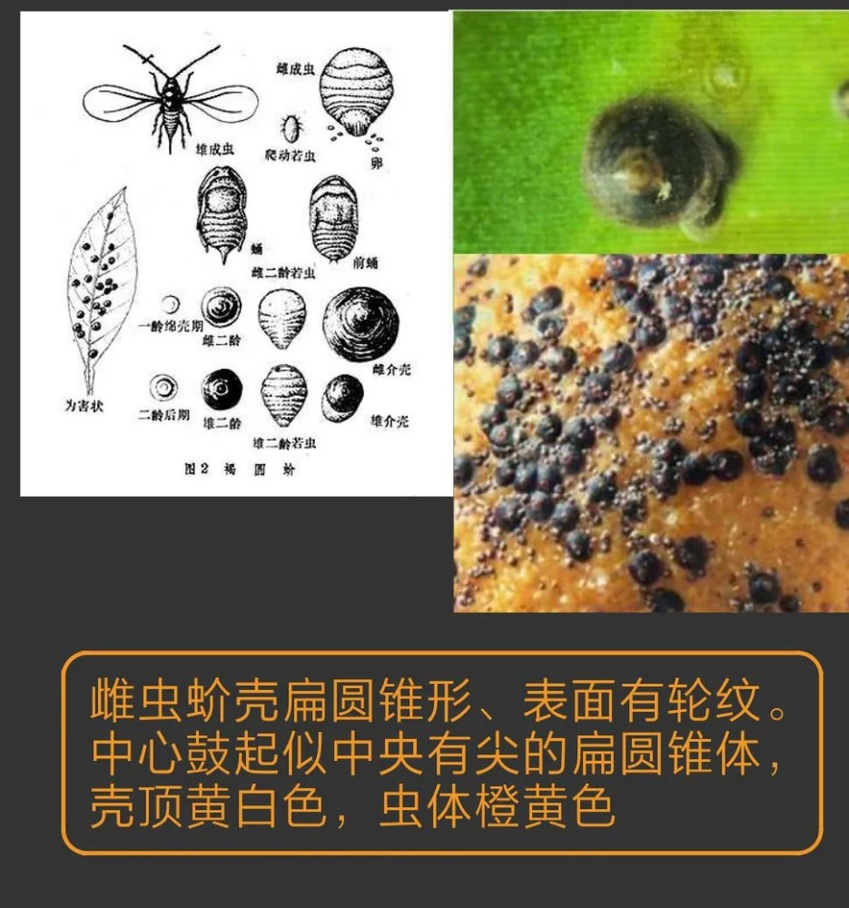 常见十种蚧壳虫识别及防治技巧 记得收藏 腾讯新闻