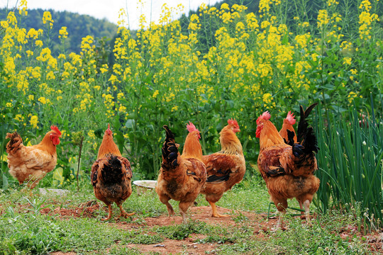 肉鸡养殖技术及快速催肥的方法