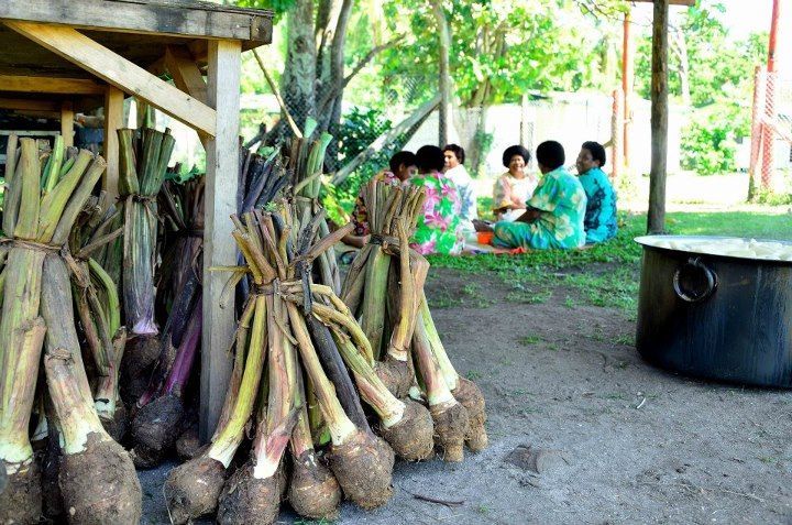 一棵树|一棵树被砍倒的背后，是它们整个世界的崩塌