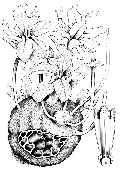 一棵树|一棵树被砍倒的背后，是它们整个世界的崩塌