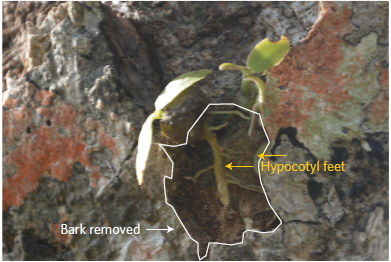 一棵树|一棵树被砍倒的背后，是它们整个世界的崩塌