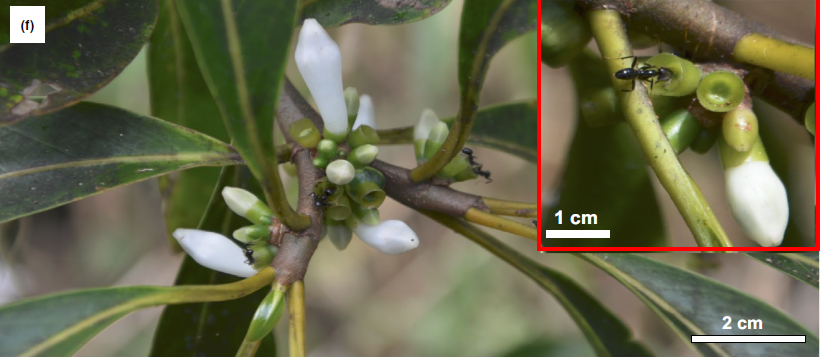 一棵树|一棵树被砍倒的背后，是它们整个世界的崩塌