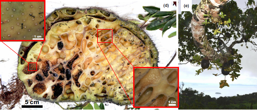 一棵树|一棵树被砍倒的背后，是它们整个世界的崩塌