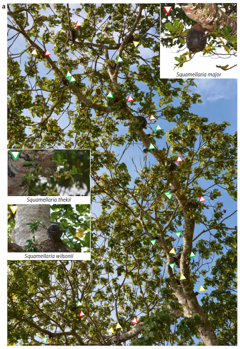 一棵树|一棵树被砍倒的背后，是它们整个世界的崩塌