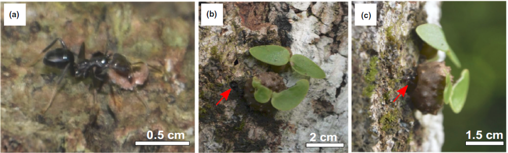 一棵树|一棵树被砍倒的背后，是它们整个世界的崩塌