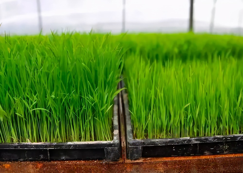 为什么农民不能自己留稻种,非得去购买?