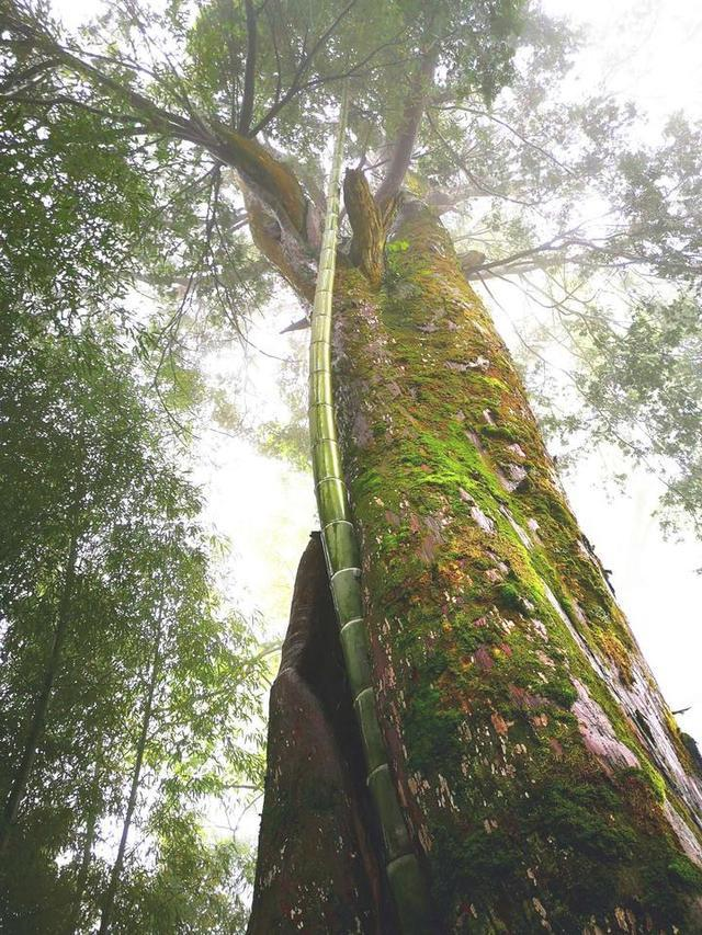 认识这些千年宝藏,你才知道丽水有多牛