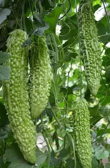 天天吃蔬菜 你知道蔬菜有哪些种类吗 腾讯新闻