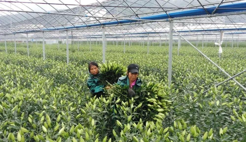 百合|上市了！首批国产百合花种球在延平落地开花