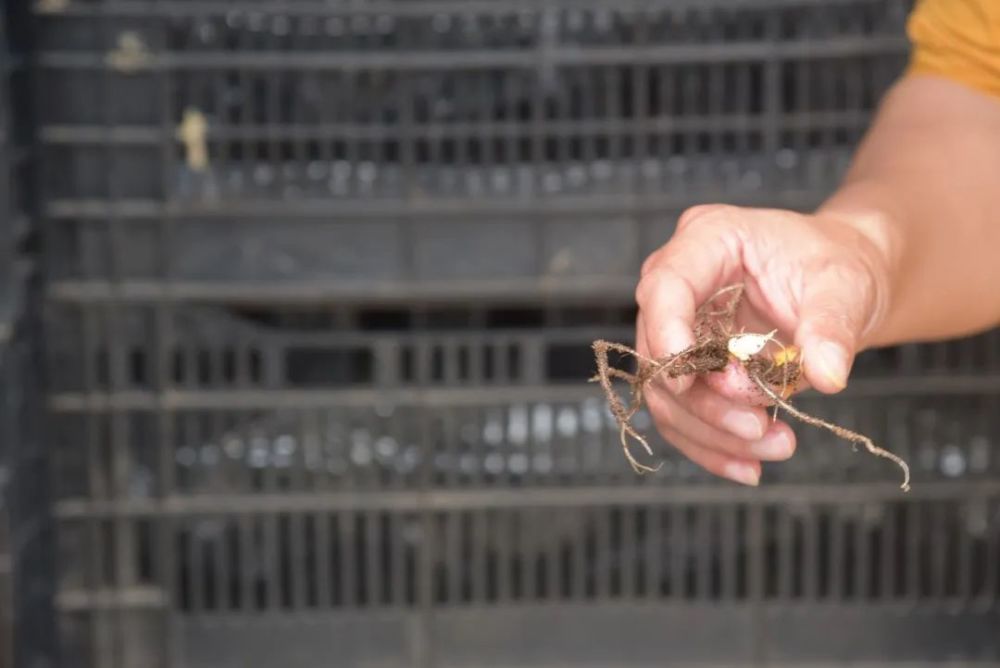 上市了 首批国产百合花种球在延平落地开花 腾讯新闻