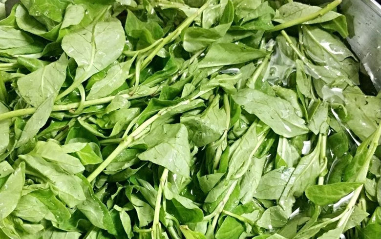 春天最该吃的黄金菜铁含量高凉拌煲汤都鲜美很多人不懂