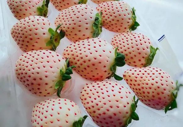 种子|各个农业强国都在拼“种业”，我国如何打赢种业翻身仗？