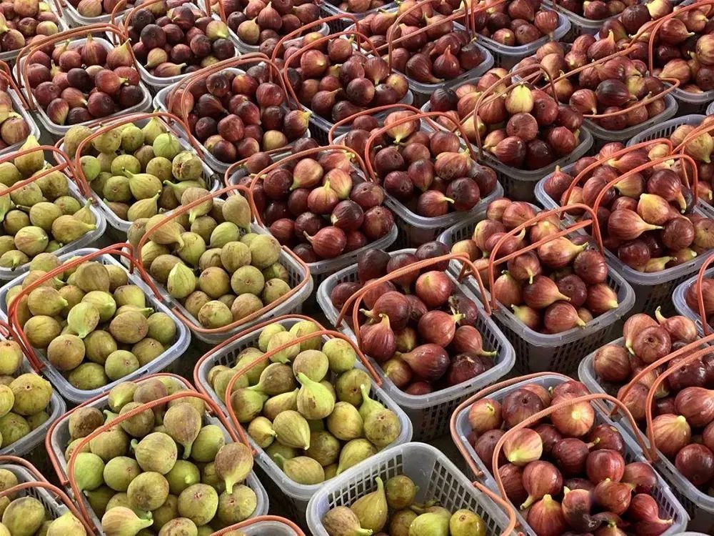 无花果|种植超2千年，如今成公认投产最快的果树，当年种植产量可达千斤