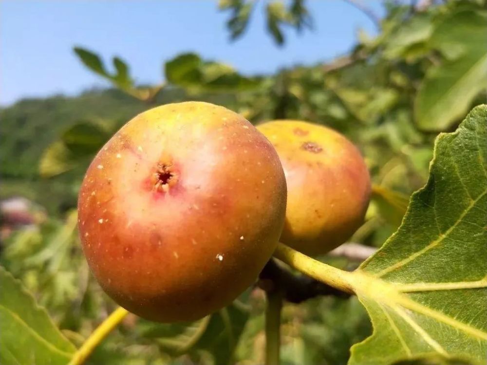 无花果|种植超2千年，如今成公认投产最快的果树，当年种植产量可达千斤