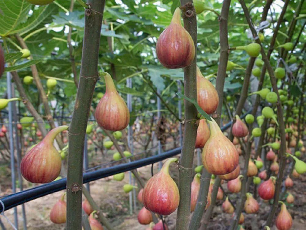 无花果|种植超2千年，如今成公认投产最快的果树，当年种植产量可达千斤