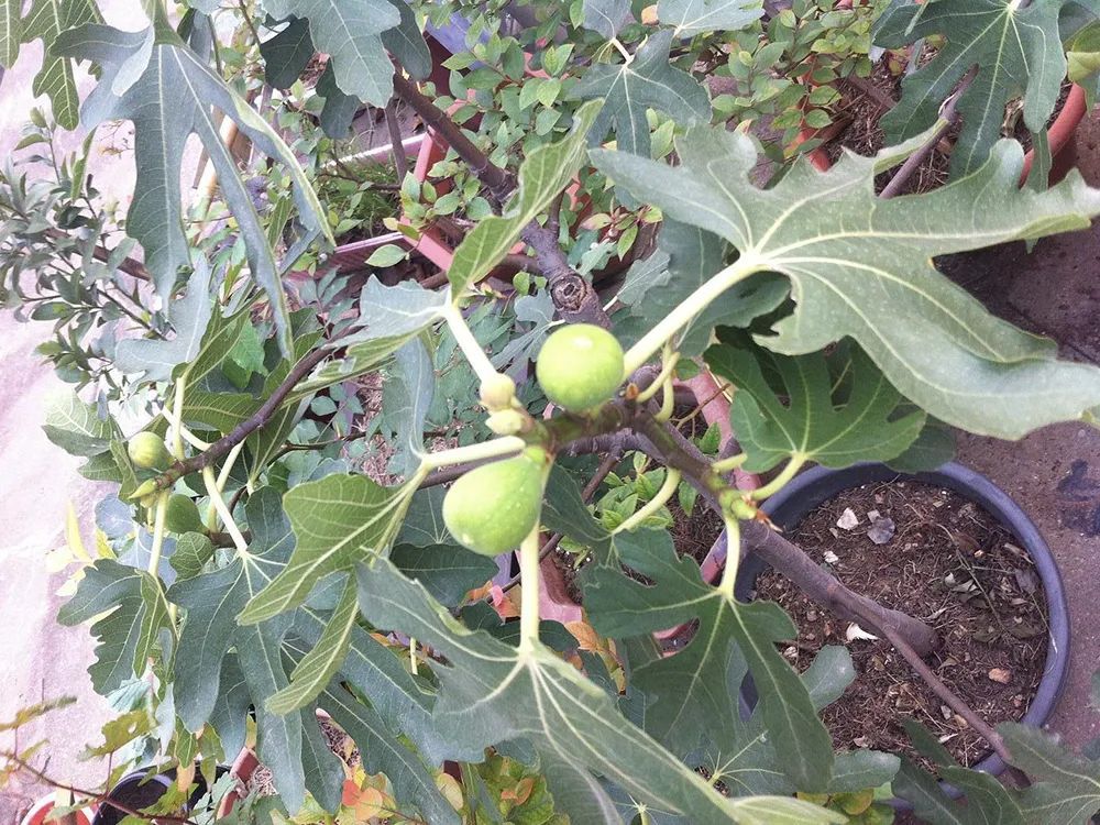 无花果|种植超2千年，如今成公认投产最快的果树，当年种植产量可达千斤