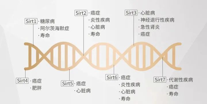 衰老|社畜：被迫饮酒又害怕衰老，怎么办？
