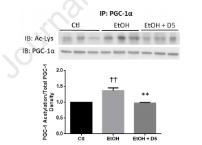 衰老|社畜：被迫饮酒又害怕衰老，怎么办？