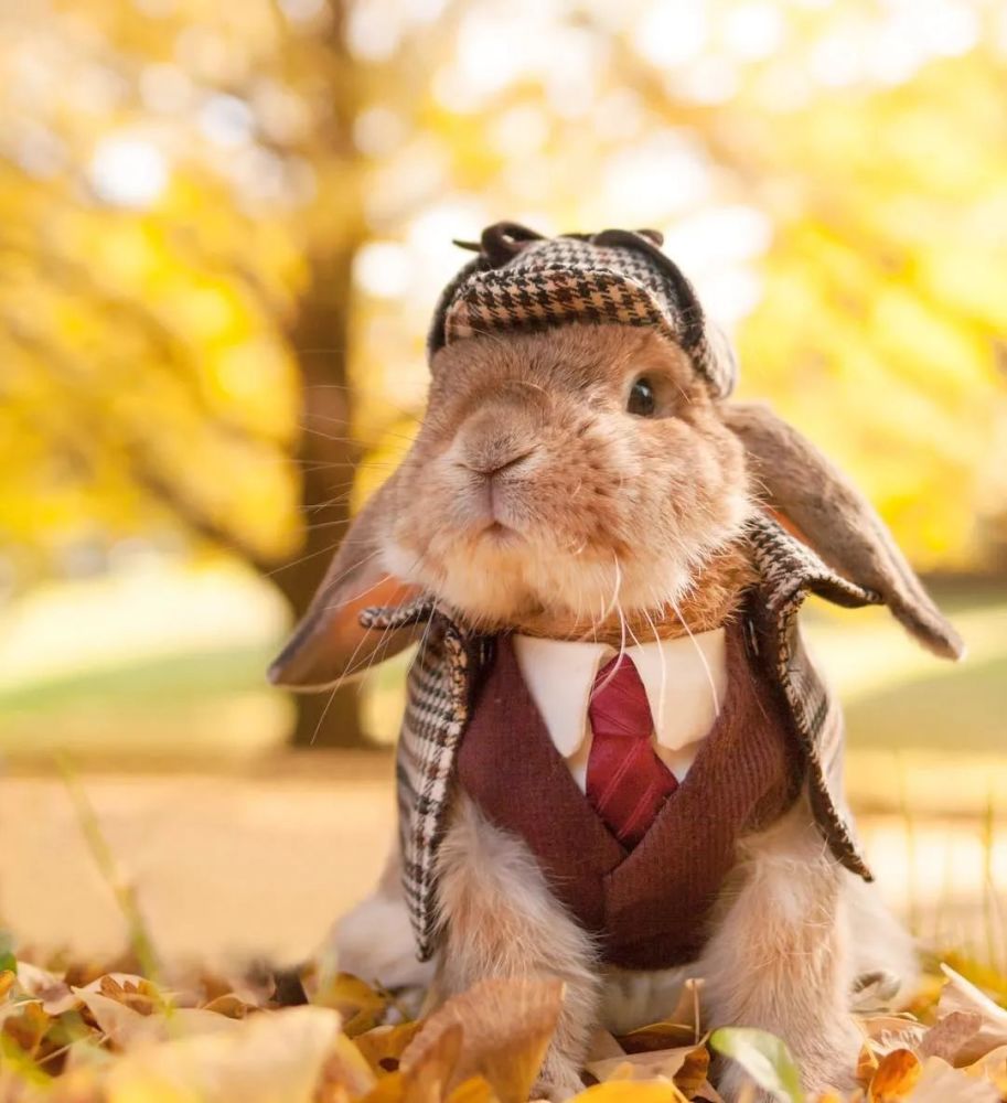 日本网红兔puipui靠换装写真爆红网络没人能抵抗得住她的美照啊啊啊