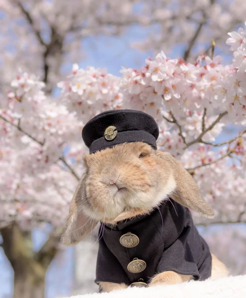 日本网红兔puipui靠换装写真爆红网络没人能抵抗得住她的美照啊啊啊