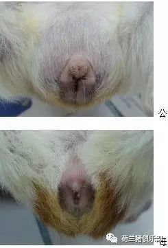 母猪猪能吃避孕药吗?猪友互动第130期