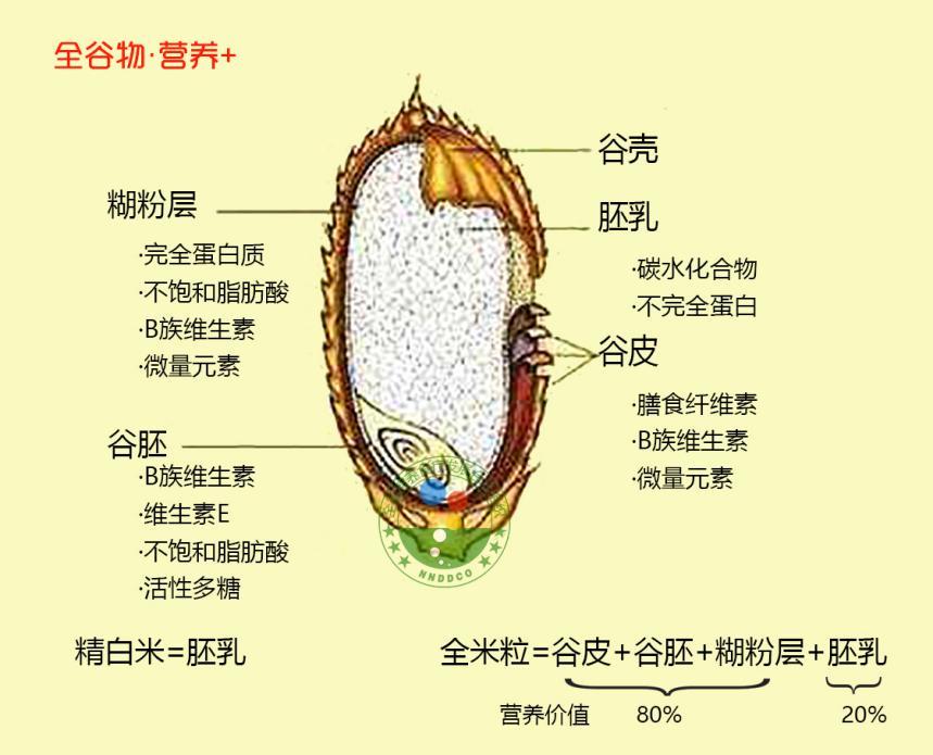 水稻胚乳图片