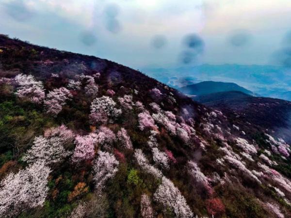 大冶北山头的野樱花谷图片